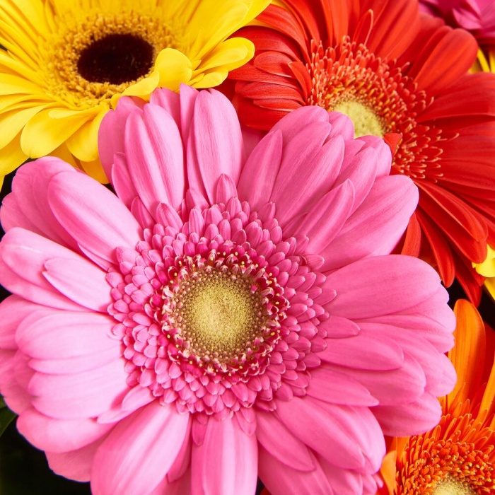 Букет из разноцветных гербер, фото 5